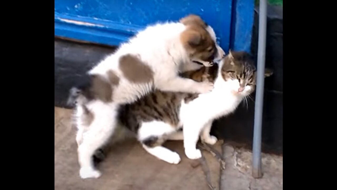 Dog and Cat cute play fight