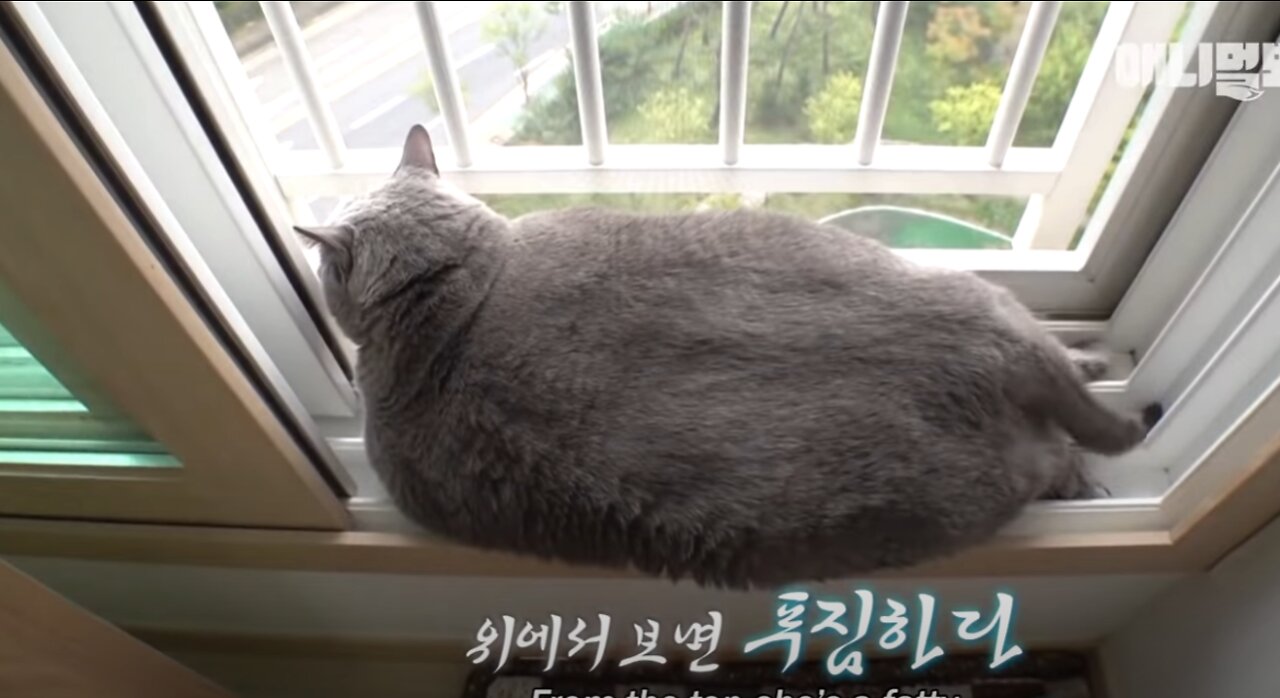 Fatty Cat Begins Her Diet