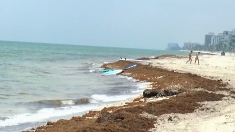 Sargassum seaweed piled high on local beaches