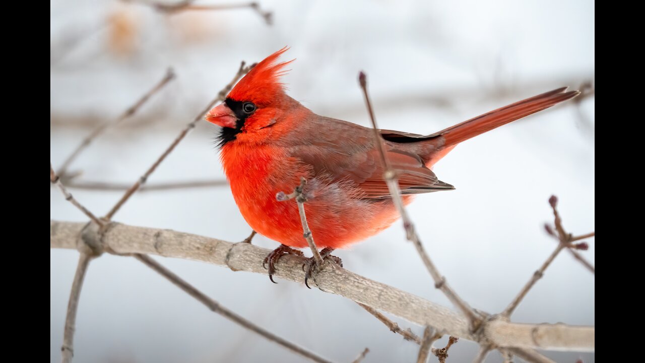 Beautiful Relaxing Music Bird Sounds, Study music, Meditation, Stress Relief Music, Sleep Music