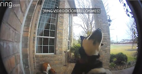 Family Dogs Learn to Use Ring Video Doorbell to Get Owner’s Attention | RingTV