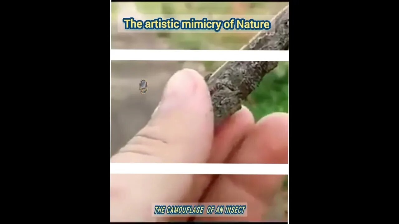 The artistic mimicry of Nature / camouflage of an insect. #shorrs #sciencefacts #viral #স্পন্দন