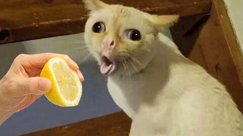 Best Of Funniest Animals