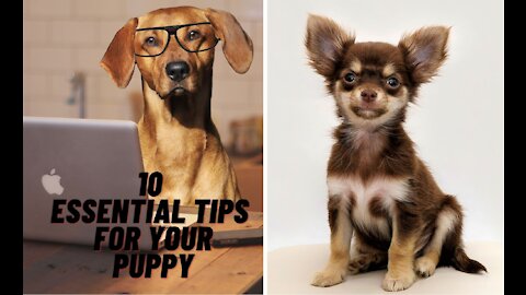 Top 3 Essential Needs And Supplies For New Dogs...