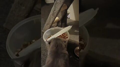 #cat #animals #funnycats #funny #reels #viral