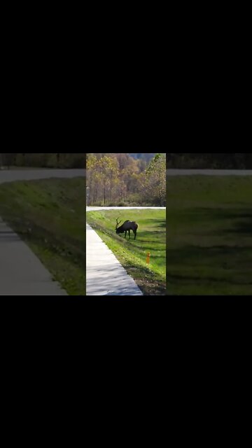 What a Beautiful site to see first thing in the morning.