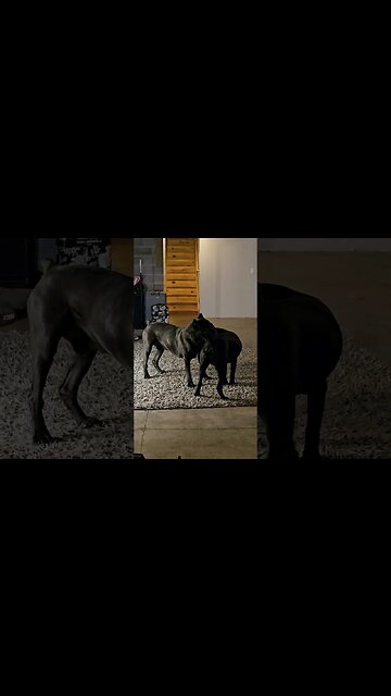 Male Cane Corsos Tormenting my Other Male Intact Cane Corso #shorts #funnydogs