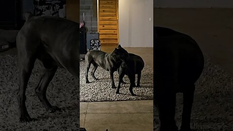 Male Cane Corsos Tormenting my Other Male Intact Cane Corso #shorts #funnydogs