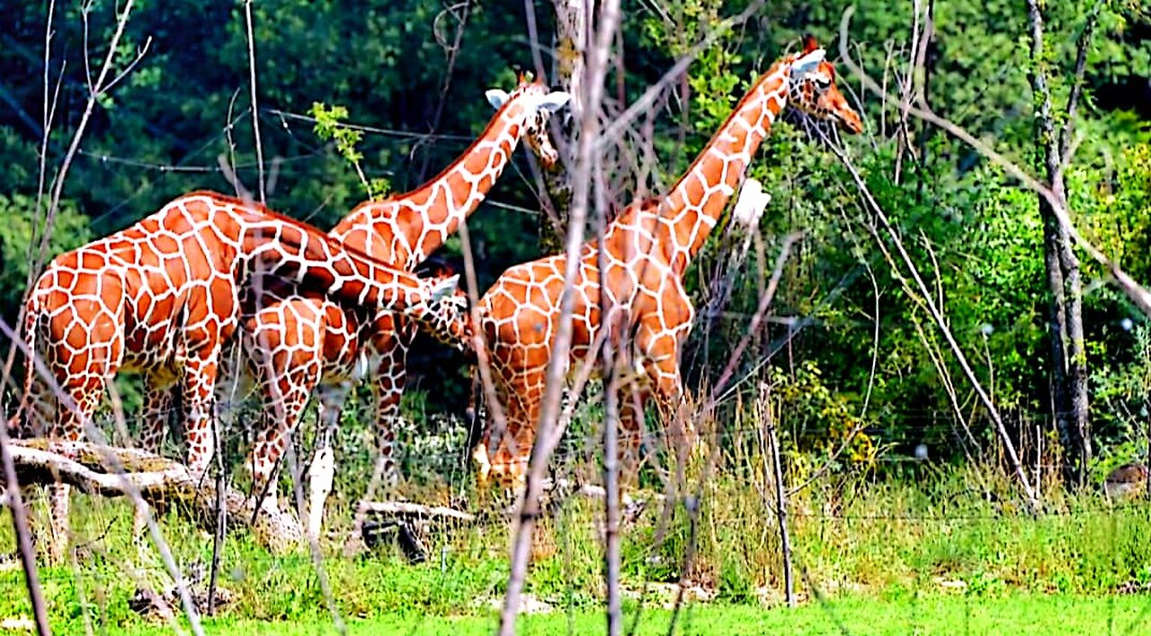 See how giraffes eat, drink and play.