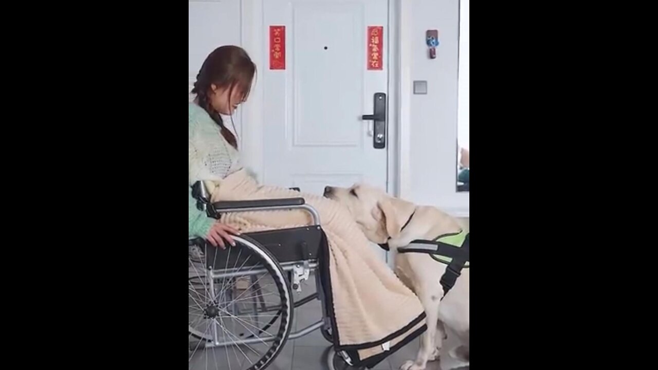 super smart dogs # 1