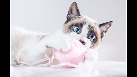 skittish kitten playing