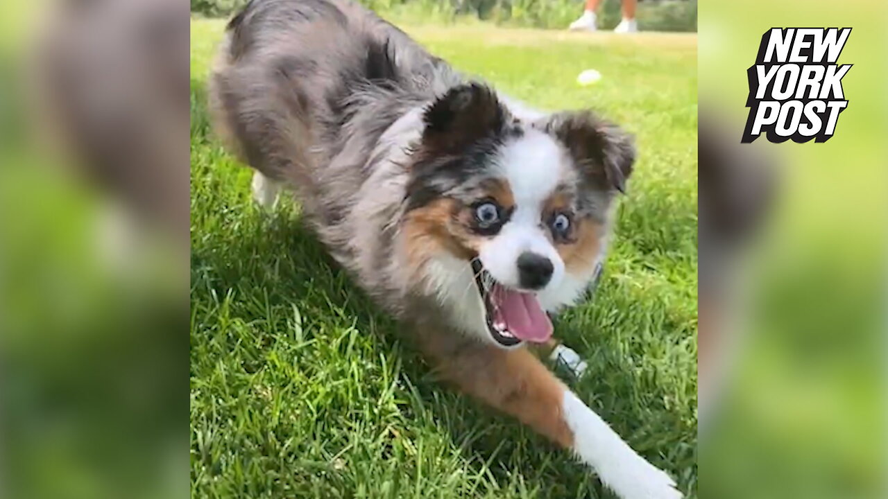 My dog is obsessed with grass — here's how I filmed his epic reaction