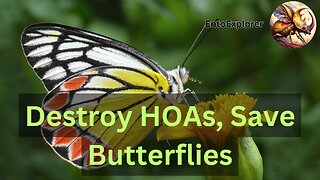 Destroy HOAs to Save Insects - Overzealous Lawn Care is Destroying Butterflies