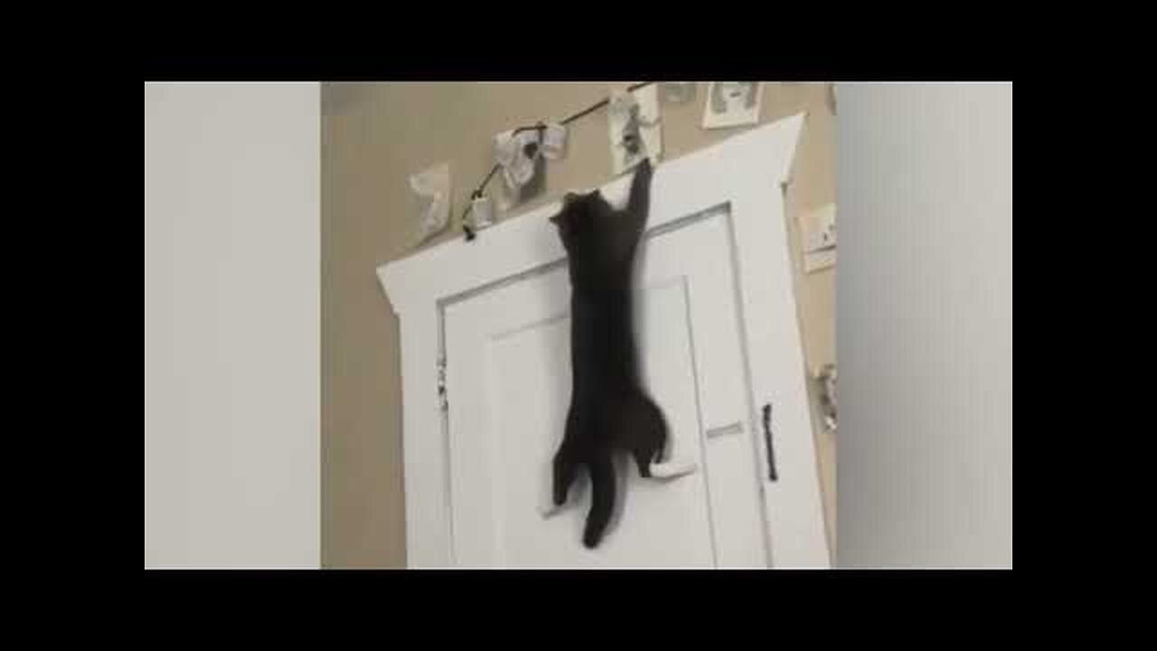 Funny cat video