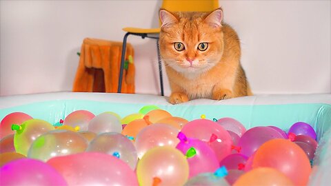 Do Kittens Like Water Balloon Pool?