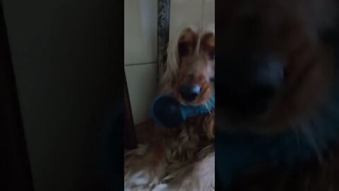 golden dog , shorts