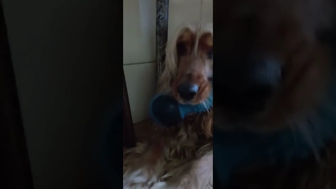 golden dog , shorts