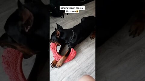 #shorts Смешные Собаки Из Тик Тока 94 Funny Dogs From Tiktok