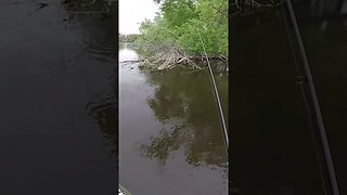 Baby Deer Nearly Falls in the River While I'm Catching a Fish!