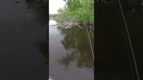 Baby Deer Nearly Falls in the River While I'm Catching a Fish!