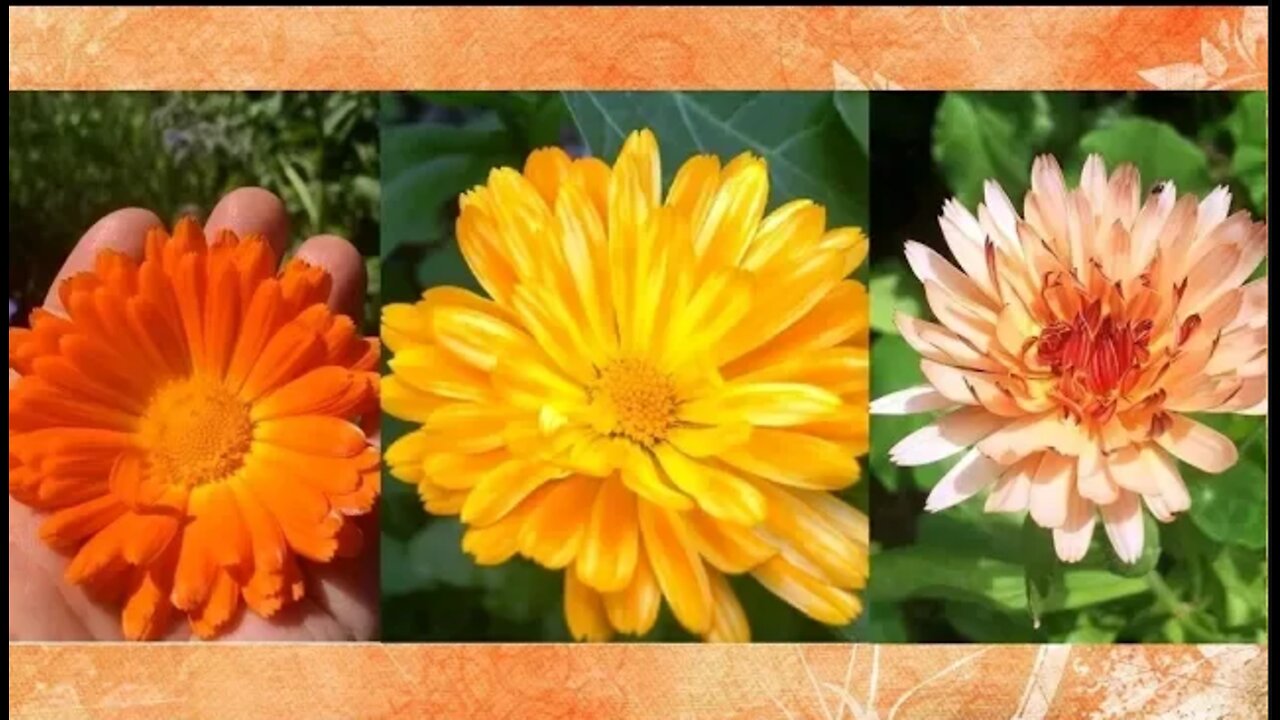 Calendula Benefits and Uses