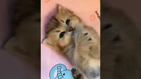 cute Cat part 3 #petvideos #funnyvideo
