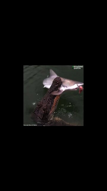 Crocodile Steals Shark Off Fisherman's Line