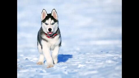 TOP adorable husky puppies🐕🐾 you ever saw😍✨