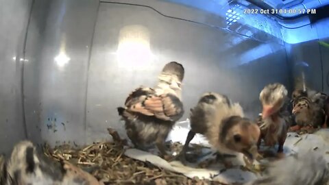 New hatching keets drying off in brooder with sebright chicks