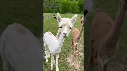 Alpaca Mullet hair cut - + Sunny stealing the spotlight #farmlife #alpaca