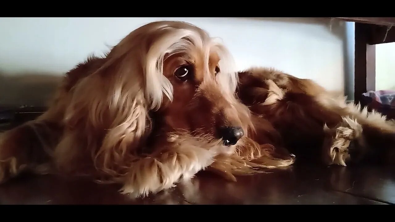 #dogshow , #animals , #dogs , #shorts