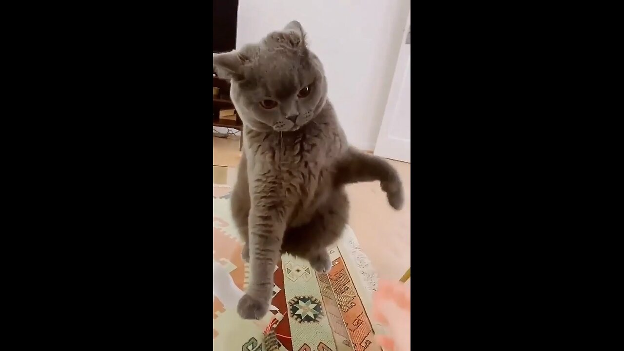 Persian cat 🐈😺| Funny video| 😺😂🤭