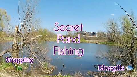 Fishing the SECRET POND #bluegills #fishing