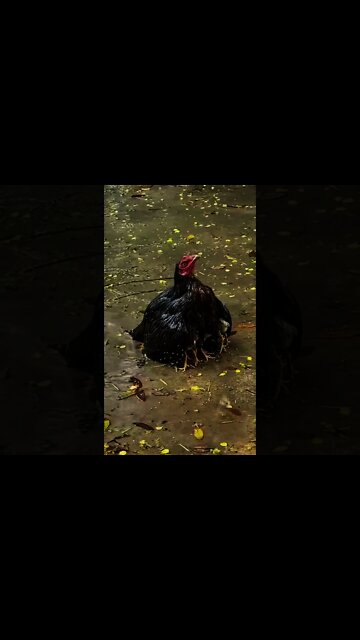 mamta ke mandir ki hai tu | mamta ke mandir ki hai tu sabse pyari murat