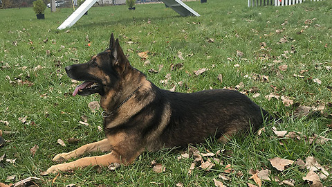 Lorain police training K-9s with new material