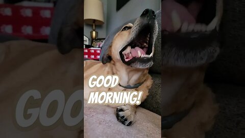 Good mornings sunshines 🌞 #lifewithdogs #goodmorningsunshines #bonemunching