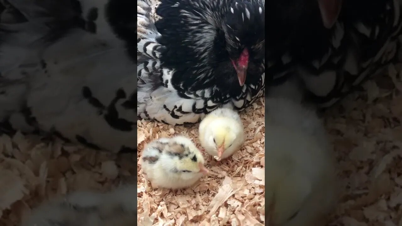 Hatching chicks