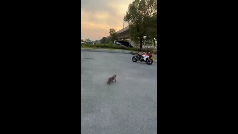 bike cat