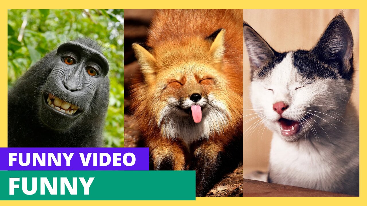 Funny animals video 2022 - best dogs and cats video