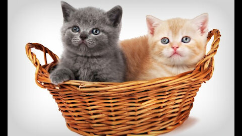 Baby Cats -#02