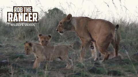 Lion Cubs In the Morning | Maasai Mara Safari | Zebra Plains