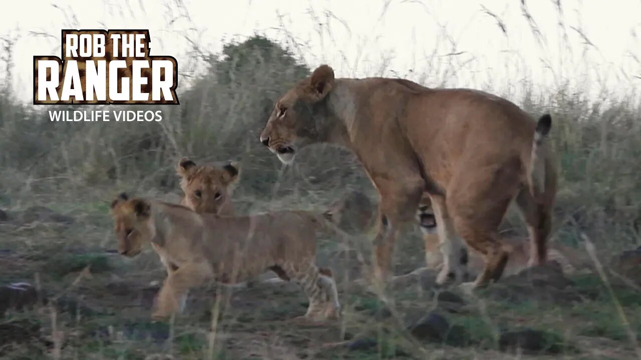Lion Cubs In the Morning | Maasai Mara Safari | Zebra Plains