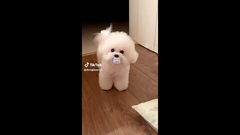 cute 🐕🐶🐕