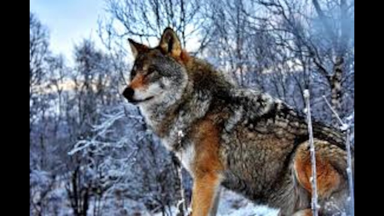 Wolf Wild Life A Danger Animal