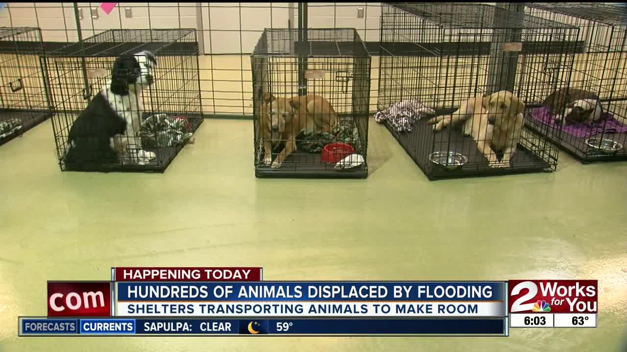 Shelters transporting animals to make room