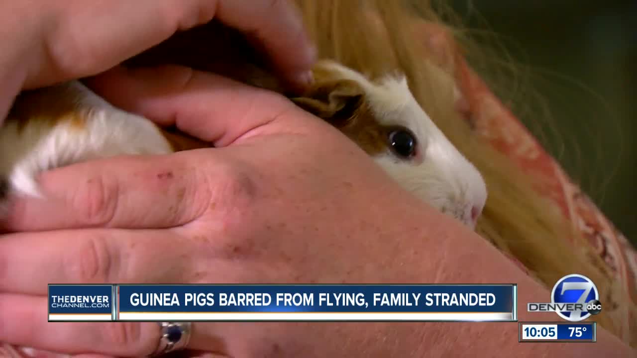 United tells family they can't fly with guinea pigs after allowing it on their previous flight
