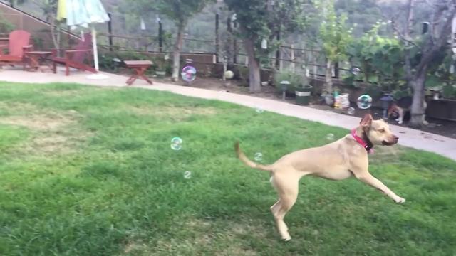 Funny Dog Pops Bubbles In Slow Motion