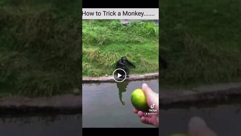 How to trick monkey ? #tricks #interactive #monkey #wild #australia #apes