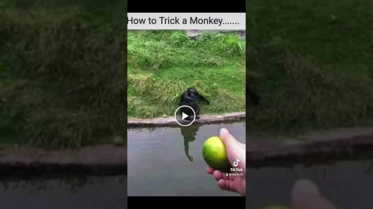 How to trick monkey ? #tricks #interactive #monkey #wild #australia #apes