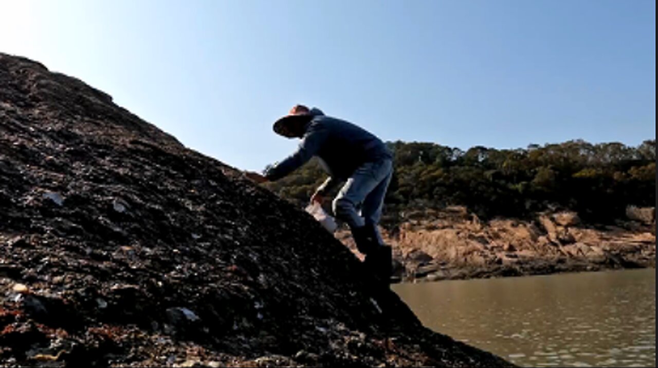 Find natural oysters by the sea